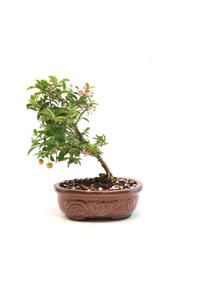 Dwarf Barbados Cherry Bonsai Ceramic 7" Pot - One of a Kind Bonsai