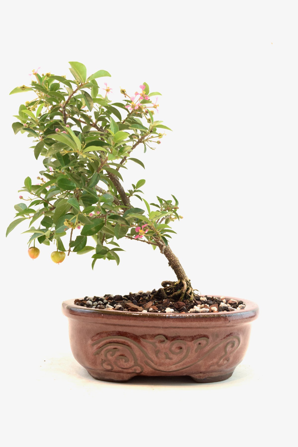 Dwarf Barbados Cherry Bonsai Ceramic 7" Pot - One of a Kind Bonsai