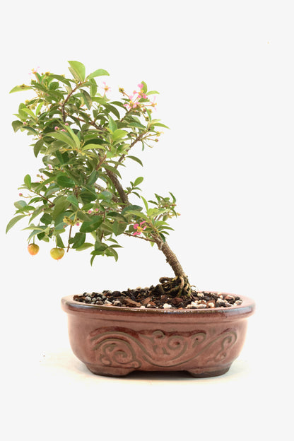 Dwarf Barbados Cherry Bonsai Ceramic 7" Pot - One of a Kind Bonsai