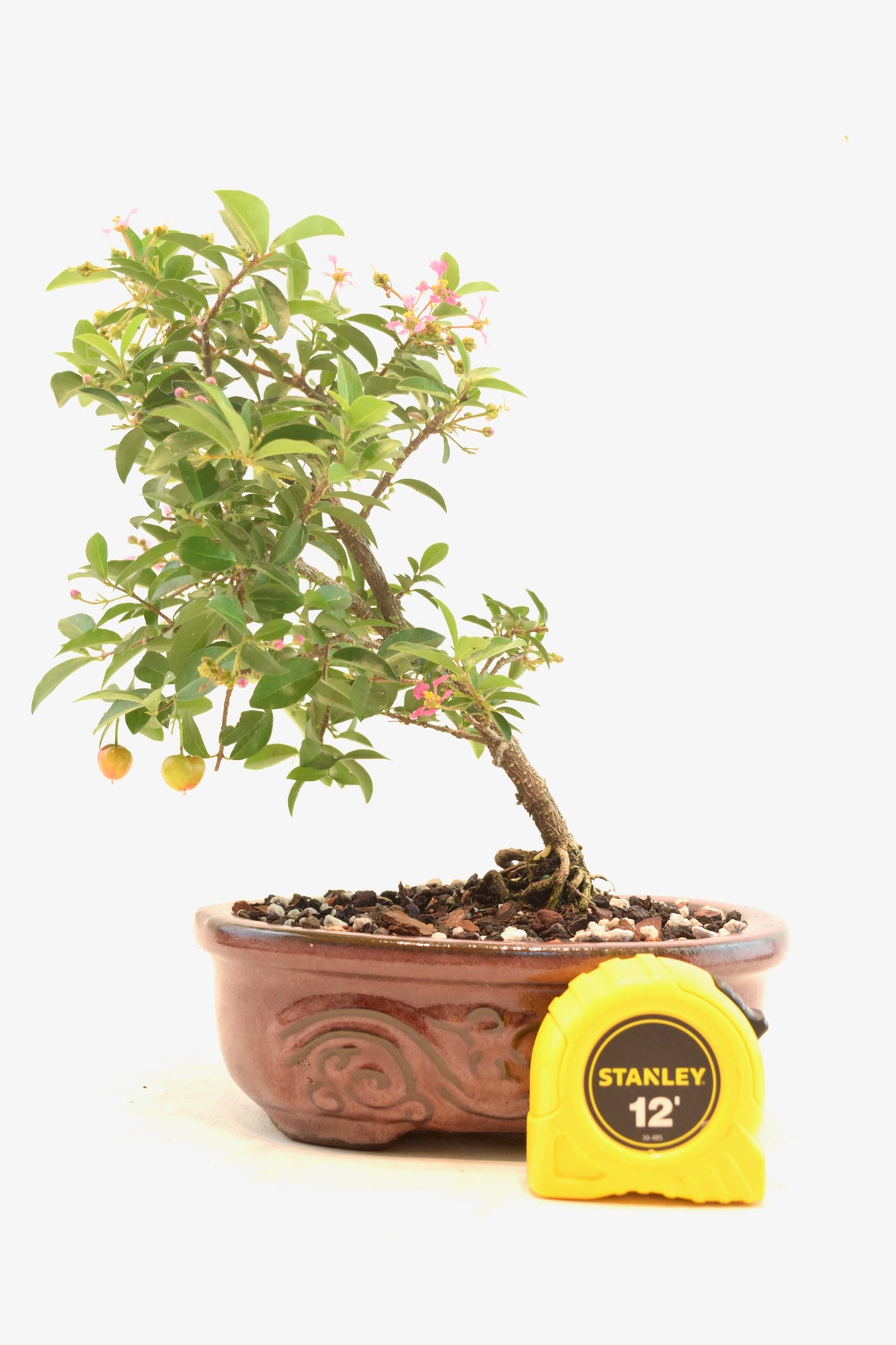 Dwarf Barbados Cherry Bonsai Ceramic 7" Pot - One of a Kind Bonsai