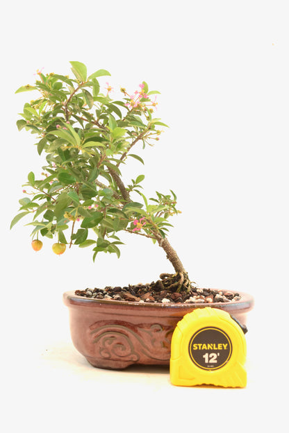Dwarf Barbados Cherry Bonsai Ceramic 7" Pot - One of a Kind Bonsai