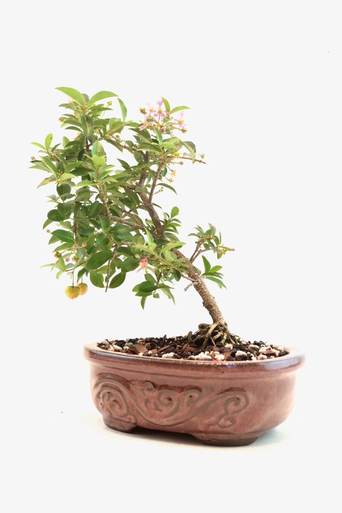 Dwarf Barbados Cherry Bonsai Ceramic 7" Pot - One of a Kind Bonsai