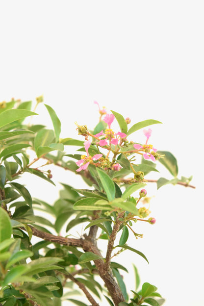 Dwarf Barbados Cherry Bonsai Ceramic 7" Pot - One of a Kind Bonsai