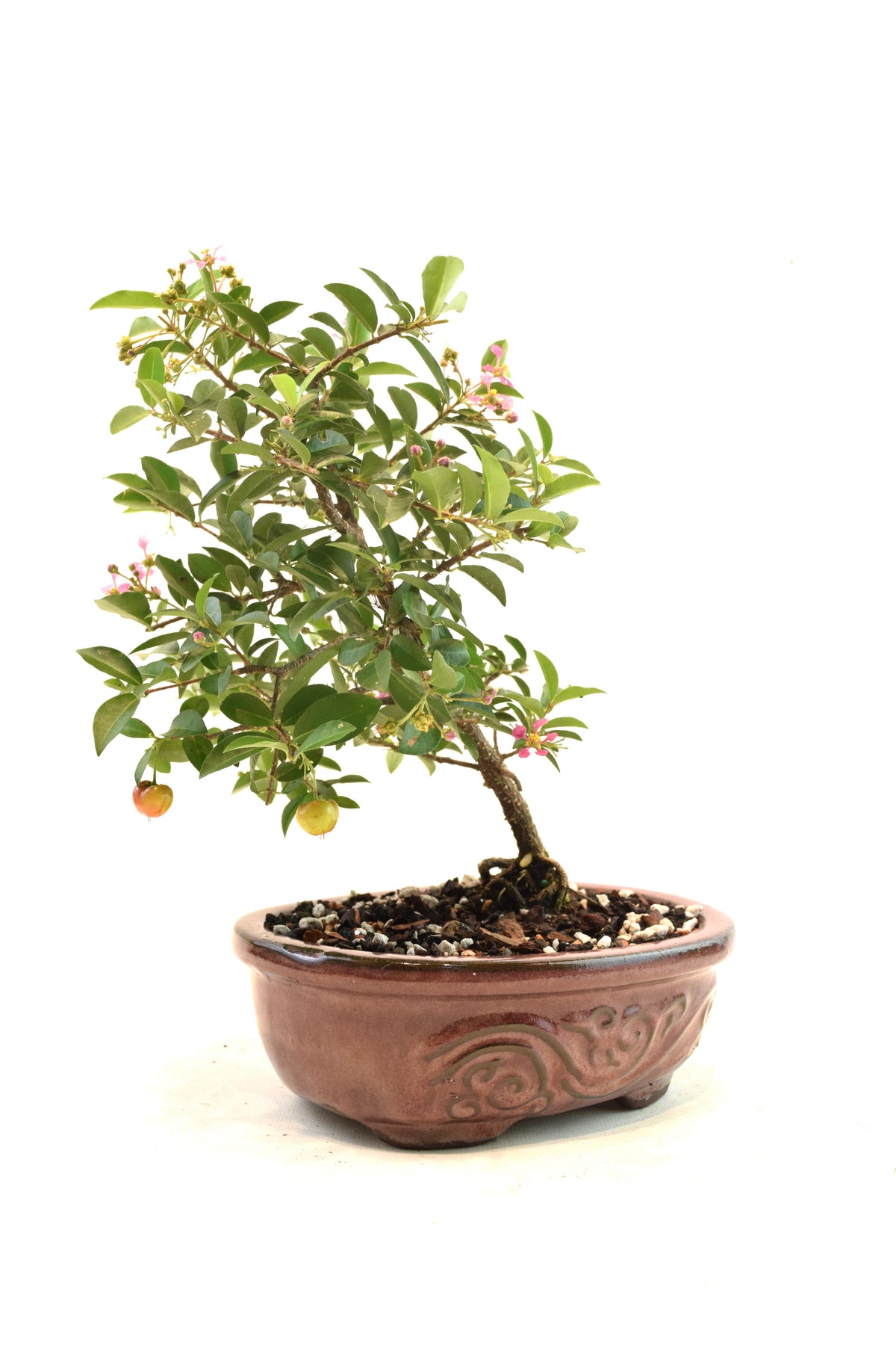 Dwarf Barbados Cherry Bonsai Ceramic 7" Pot - One of a Kind Bonsai