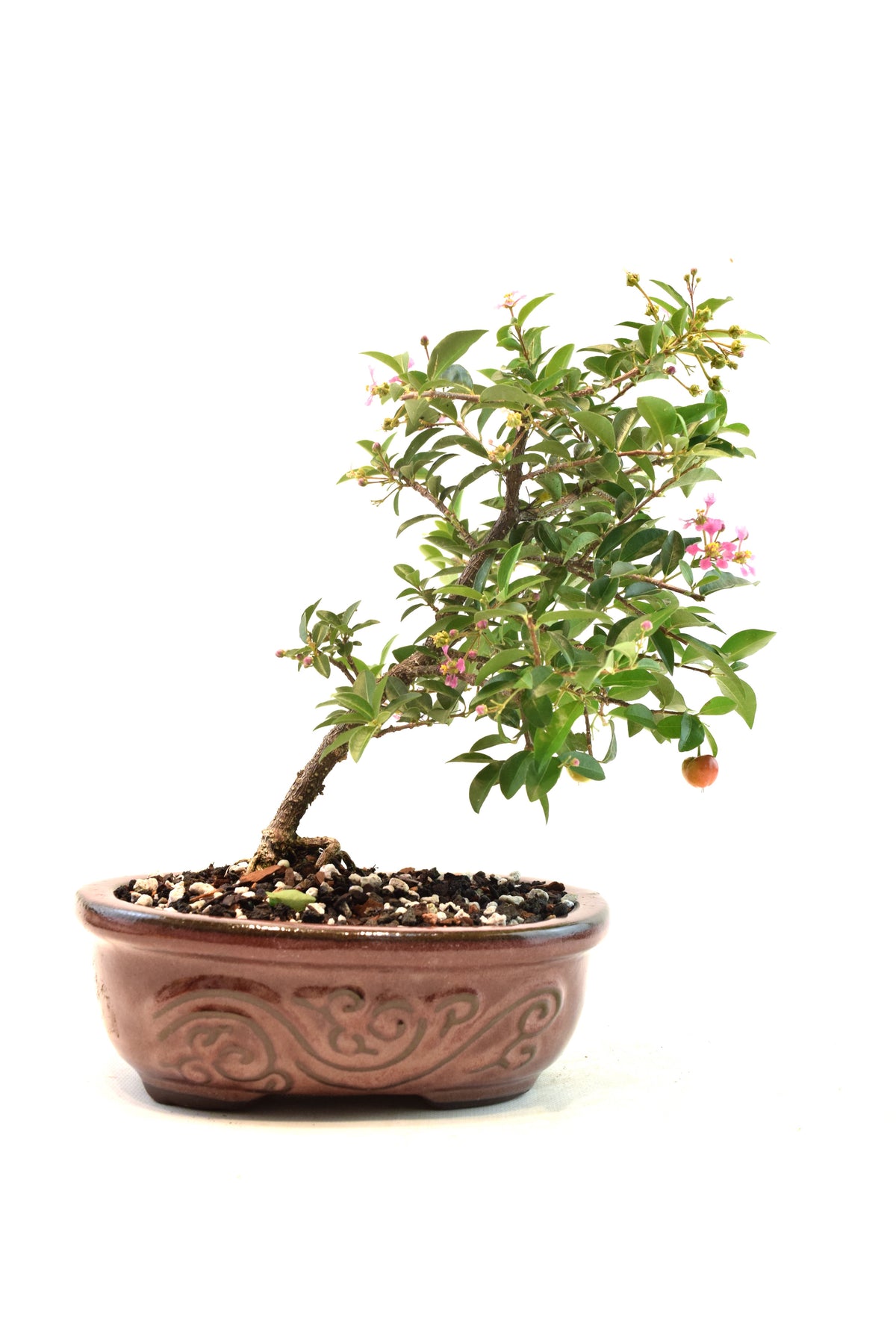 Dwarf Barbados Cherry Bonsai Ceramic 7" Pot - One of a Kind Bonsai