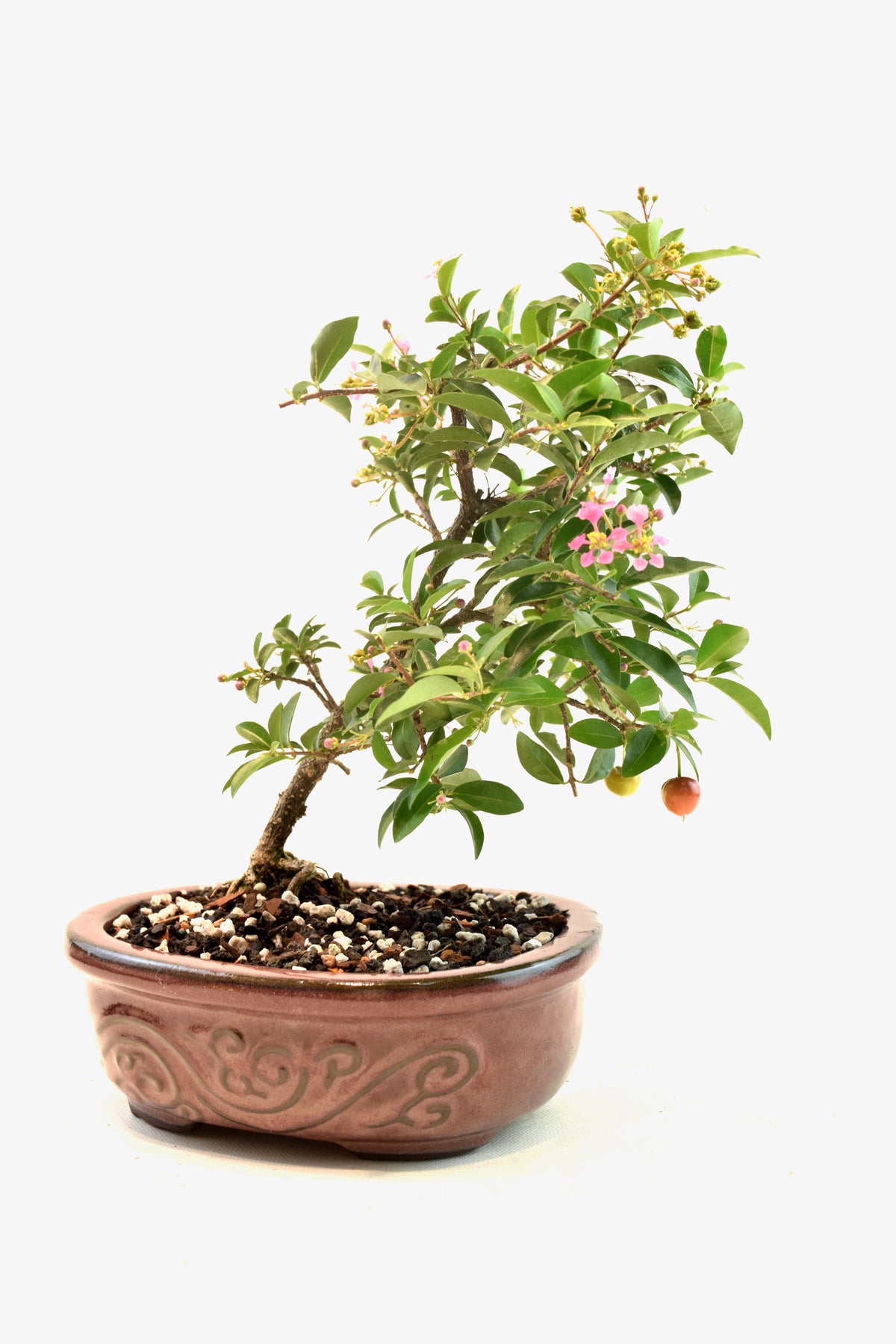 Dwarf Barbados Cherry Bonsai Ceramic 7" Pot - One of a Kind Bonsai
