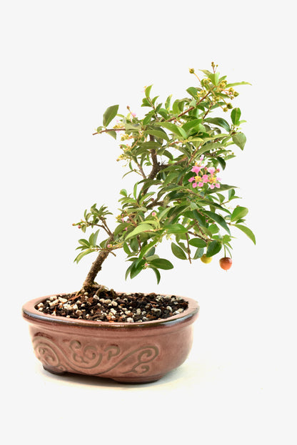 Dwarf Barbados Cherry Bonsai Ceramic 7" Pot - One of a Kind Bonsai