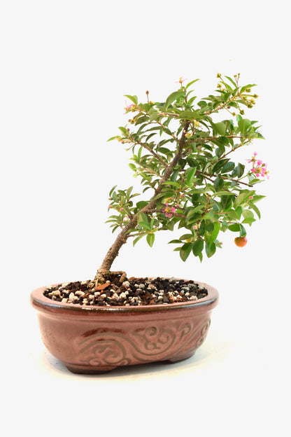 Dwarf Barbados Cherry Bonsai Ceramic 7" Pot - One of a Kind Bonsai