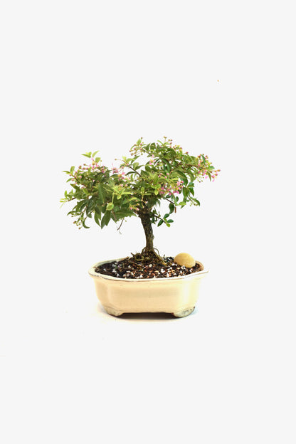 Barbados Cherry Bonsai Ceramic 7" Pot - One of a Kind Bonsai