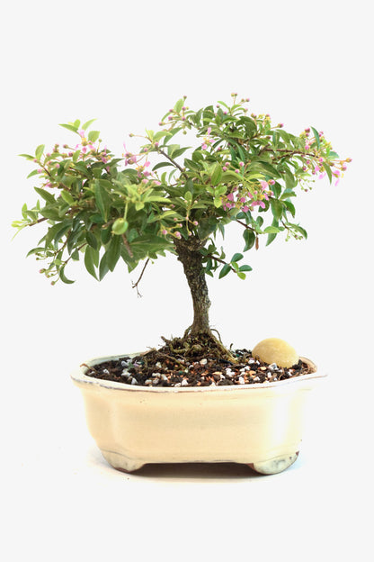 Barbados Cherry Bonsai Ceramic 7" Pot - One of a Kind Bonsai