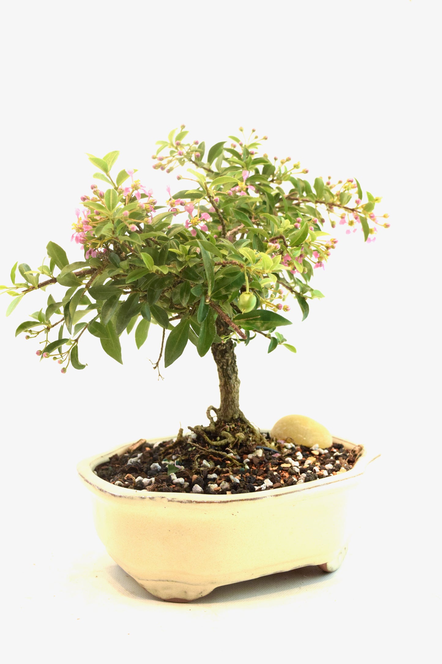 Barbados Cherry Bonsai Ceramic 7" Pot - One of a Kind Bonsai