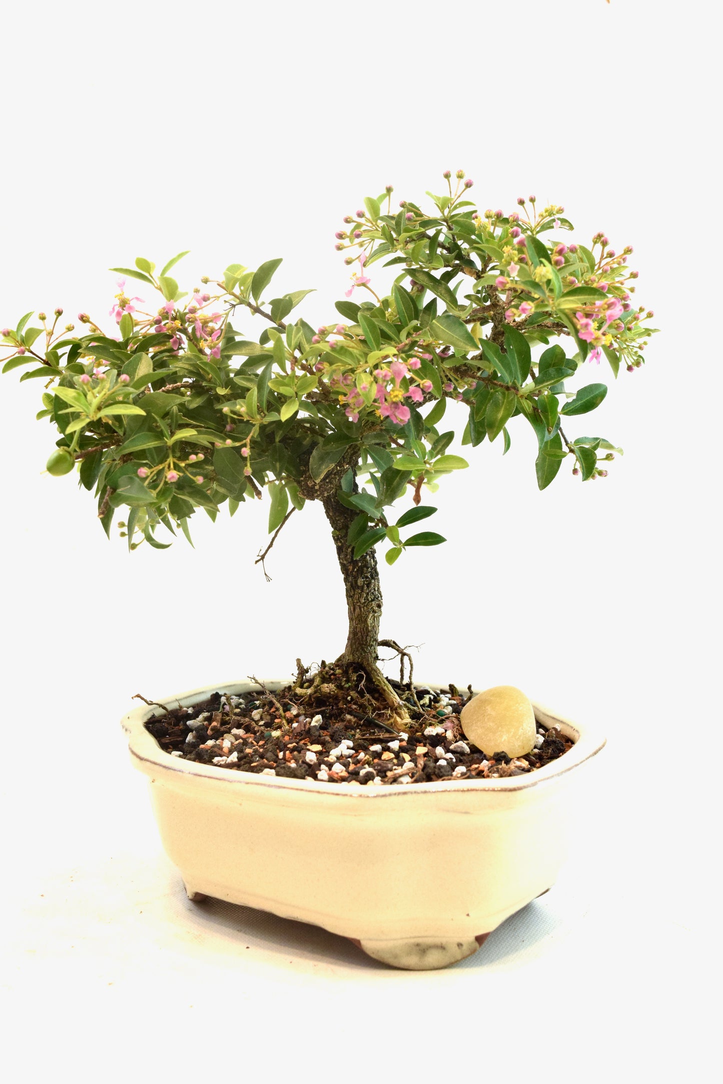 Barbados Cherry Bonsai Ceramic 7" Pot - One of a Kind Bonsai