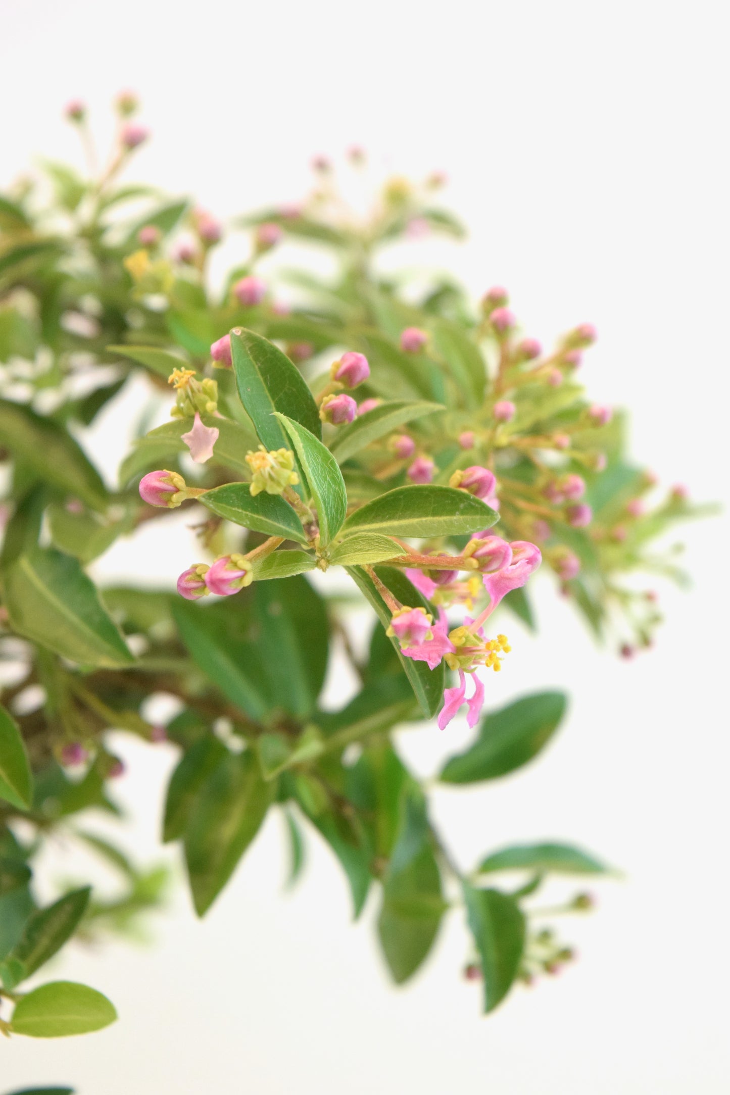 Barbados Cherry Bonsai Ceramic 7" Pot - One of a Kind Bonsai