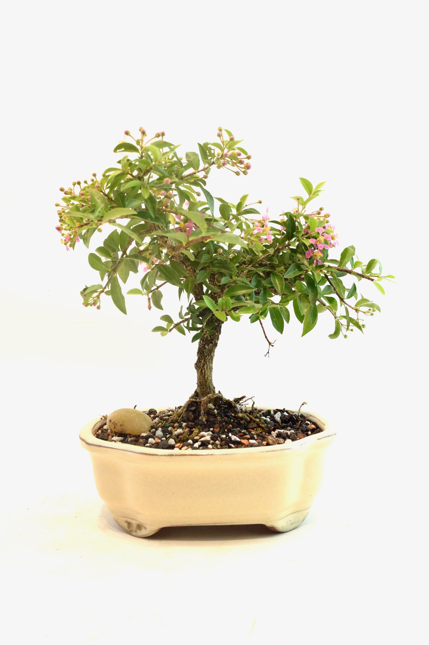 Barbados Cherry Bonsai Ceramic 7" Pot - One of a Kind Bonsai