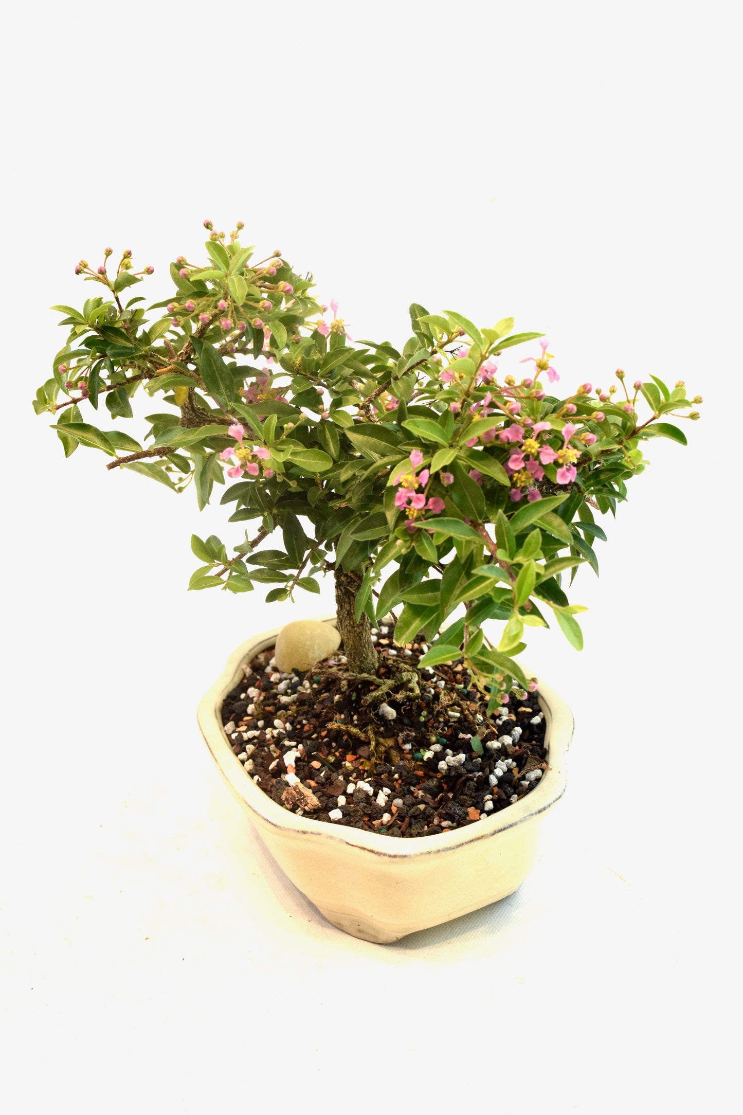 Barbados Cherry Bonsai Ceramic 7" Pot - One of a Kind Bonsai