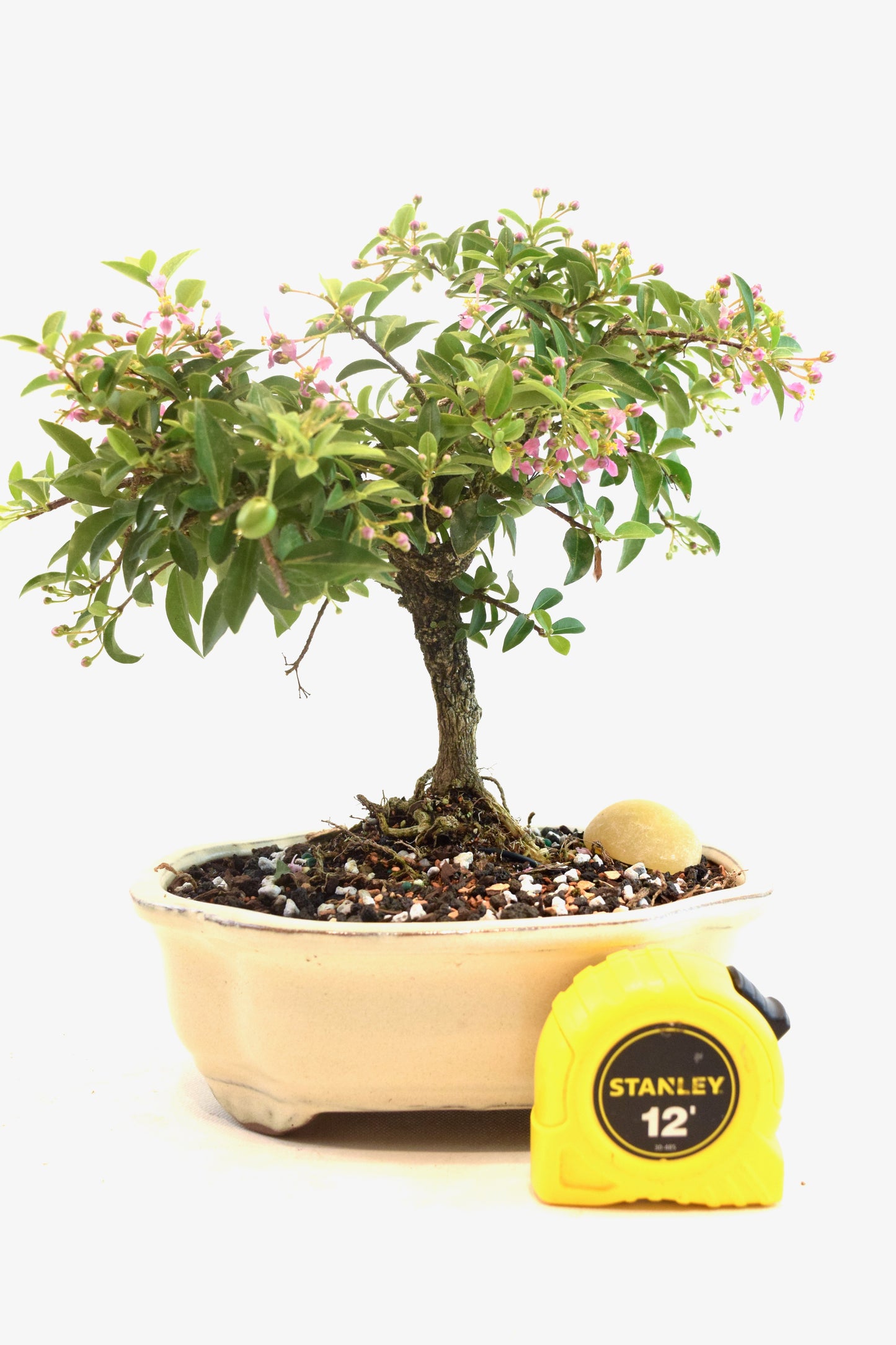 Barbados Cherry Bonsai Ceramic 7" Pot - One of a Kind Bonsai
