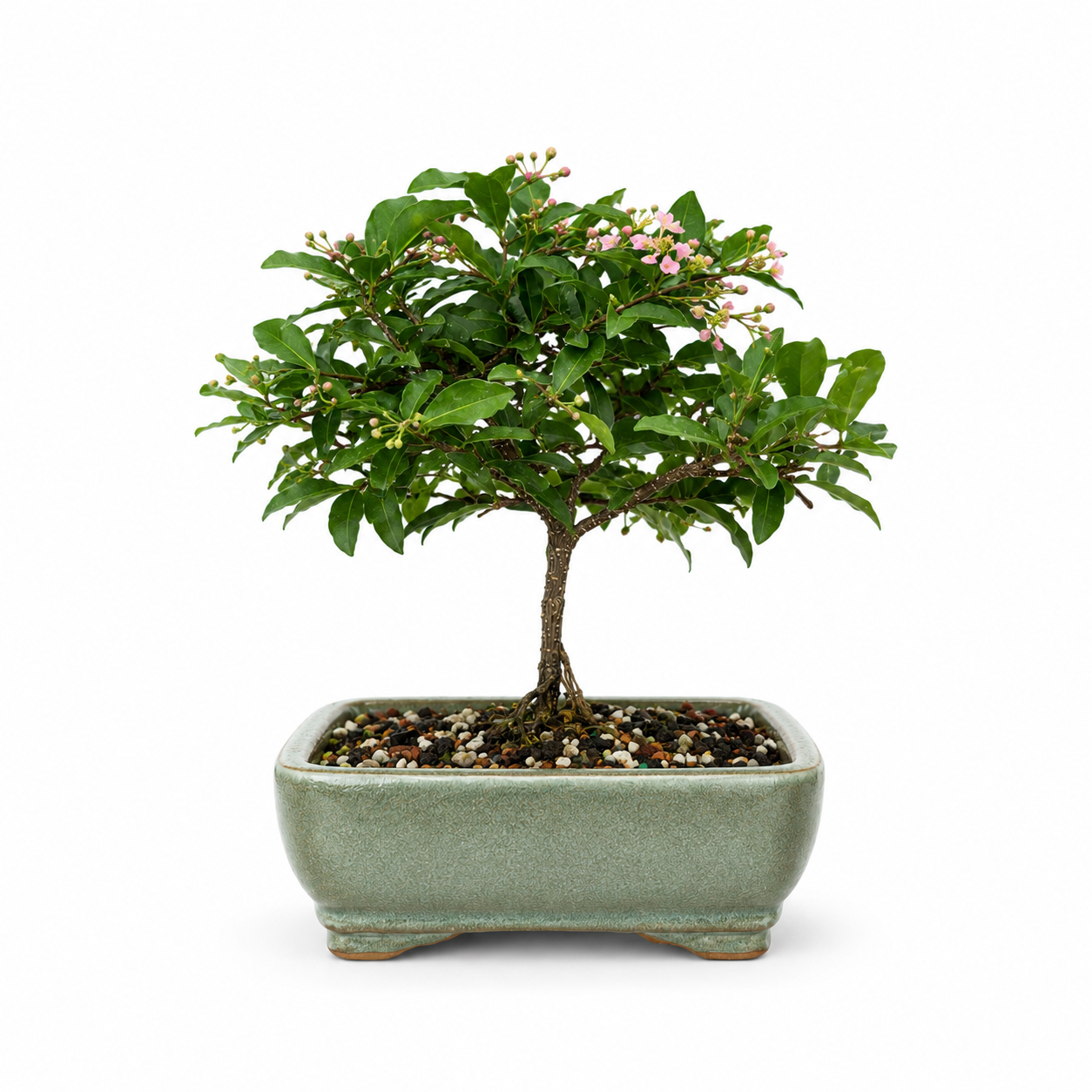 Dwarf Barbados Cherry - Exposed Root (Neagari) -  Bonsai Ceramic 6" Pot - Similar Bonsai
