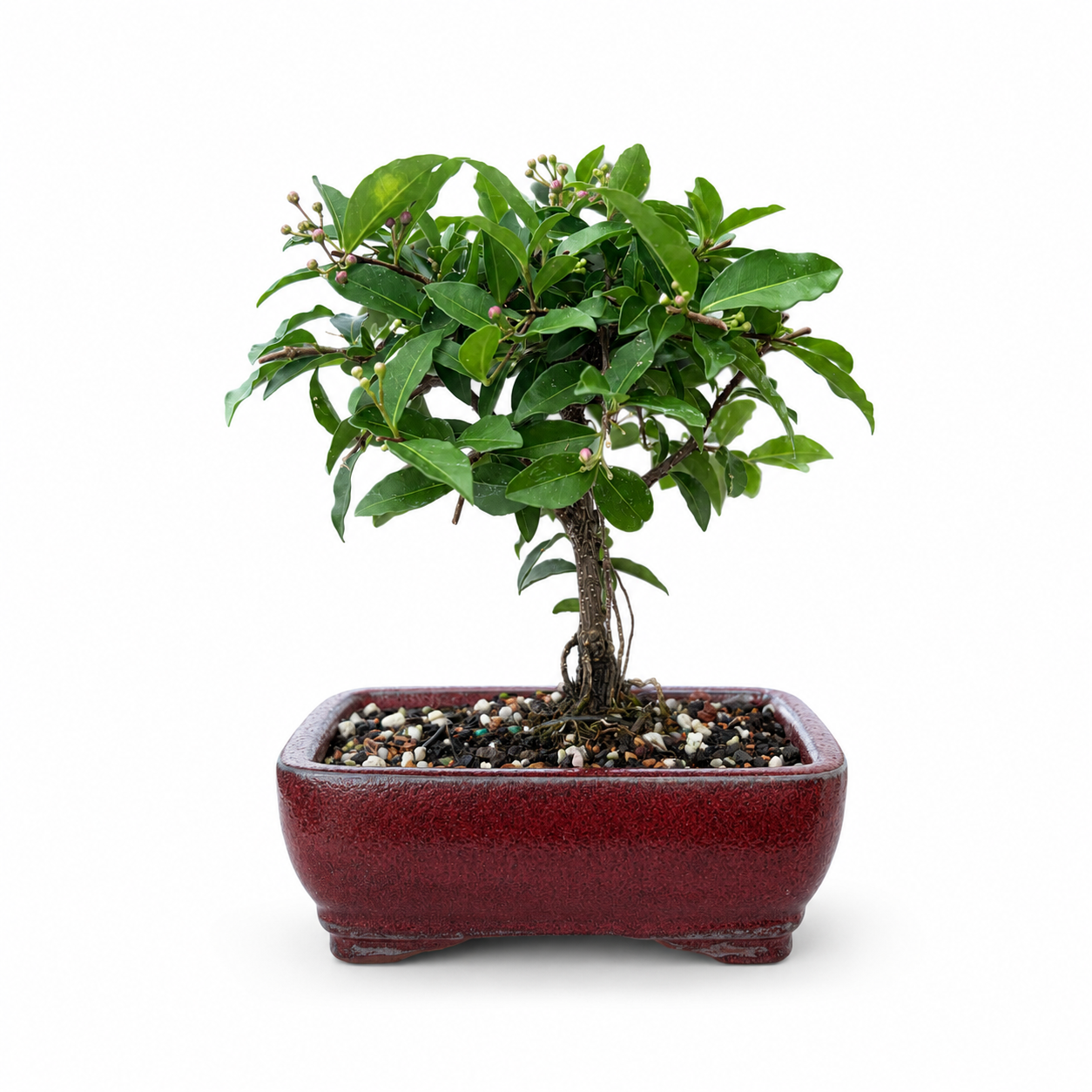 Dwarf Barbados Cherry - Exposed Root (Neagari) -  Bonsai Ceramic 6" Pot - Similar Bonsai
