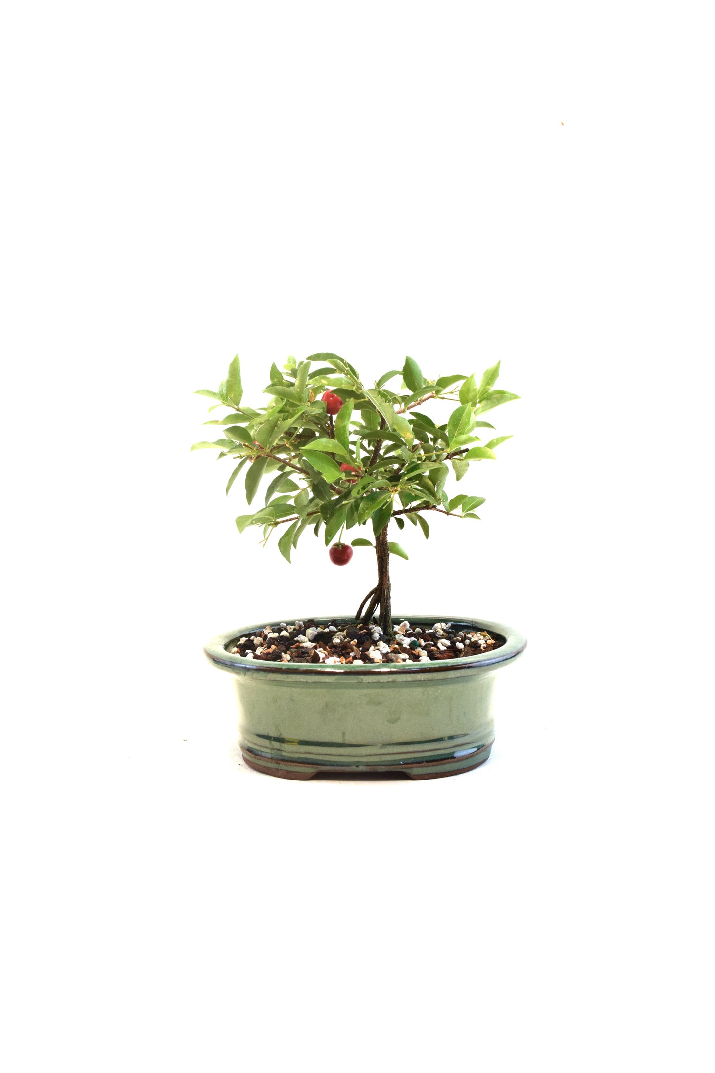 Barbados Cherry Bonsai Ceramic 6" Pot - One of a Kind Bonsai