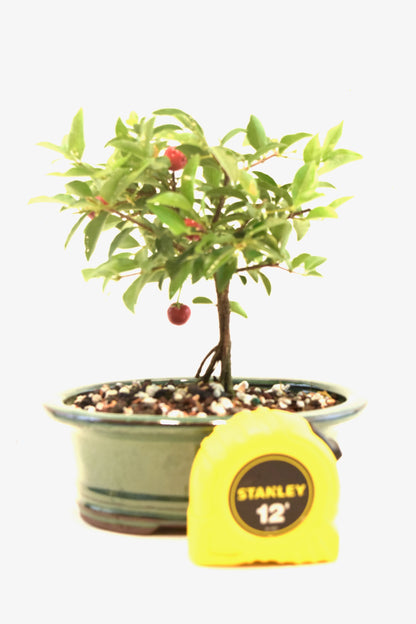 Barbados Cherry Bonsai Ceramic 6" Pot - One of a Kind Bonsai