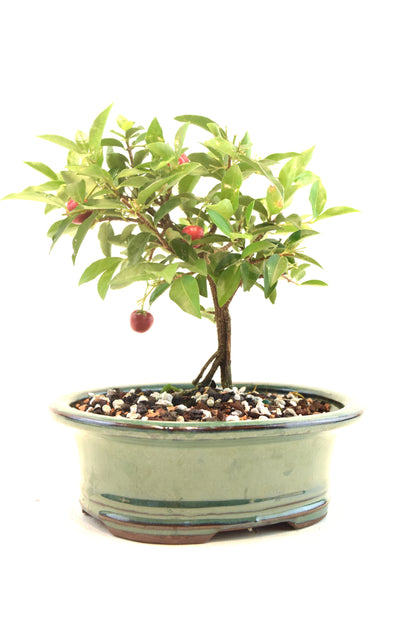 Barbados Cherry Bonsai Ceramic 6" Pot - One of a Kind Bonsai