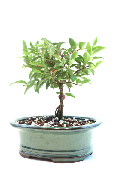 Barbados Cherry Bonsai Ceramic 6" Pot - One of a Kind Bonsai