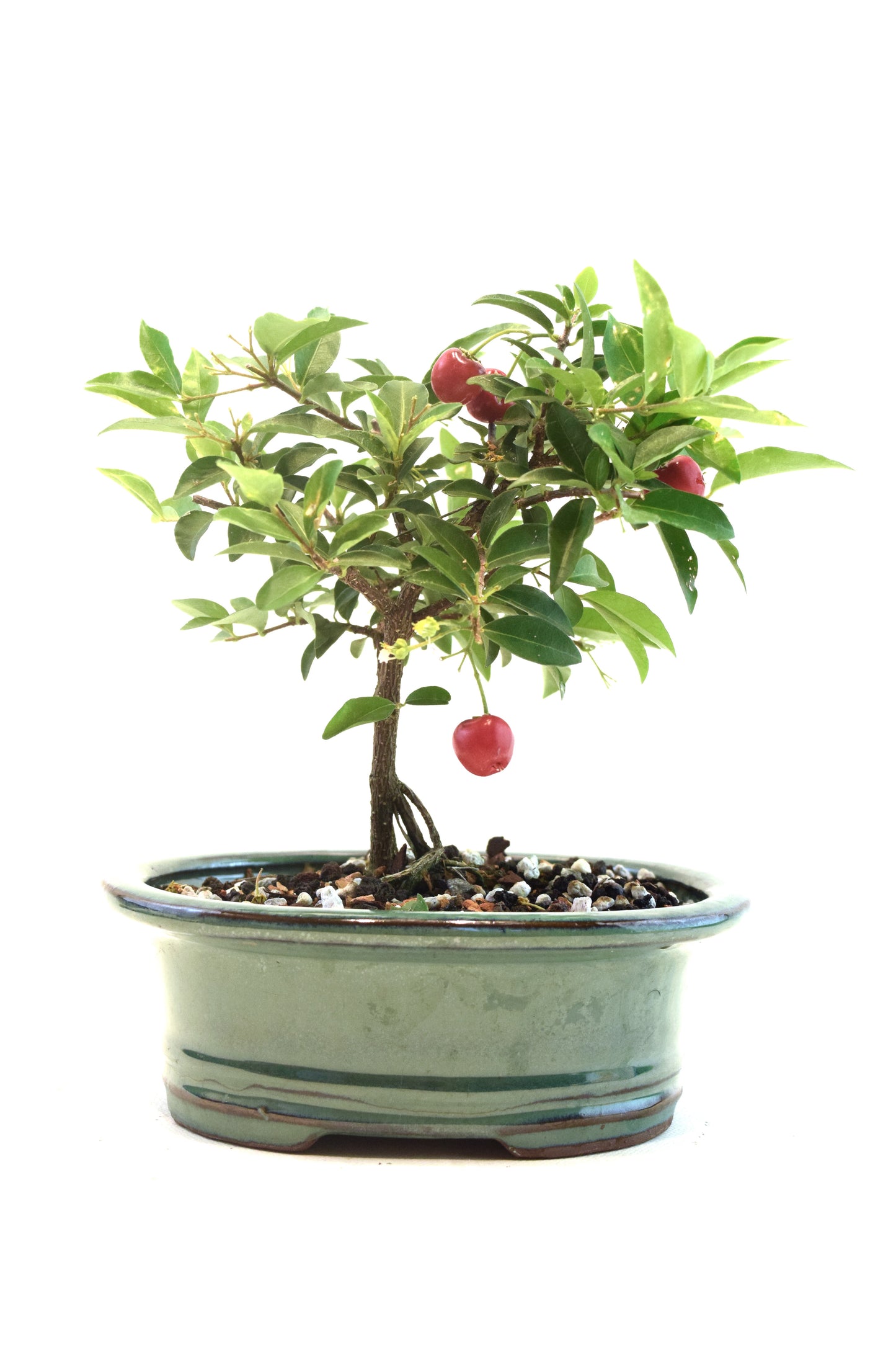 Barbados Cherry Bonsai Ceramic 6" Pot - One of a Kind Bonsai