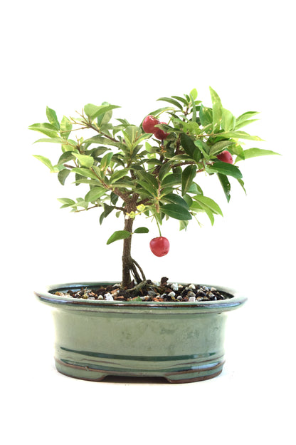 Barbados Cherry Bonsai Ceramic 6" Pot - One of a Kind Bonsai