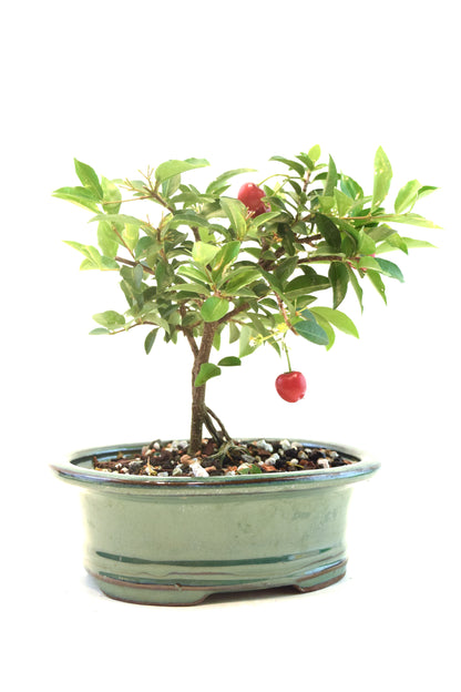 Barbados Cherry Bonsai Ceramic 6" Pot - One of a Kind Bonsai