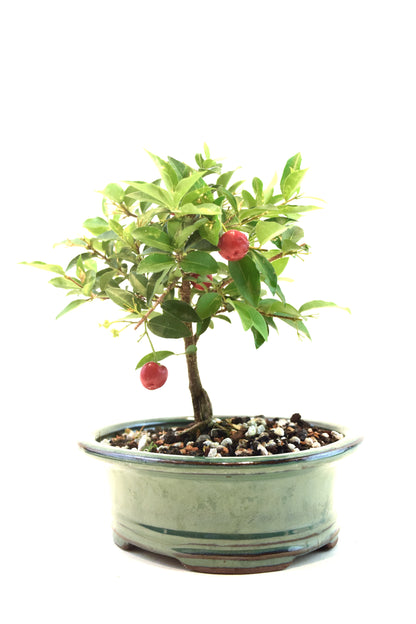 Barbados Cherry Bonsai Ceramic 6" Pot - One of a Kind Bonsai