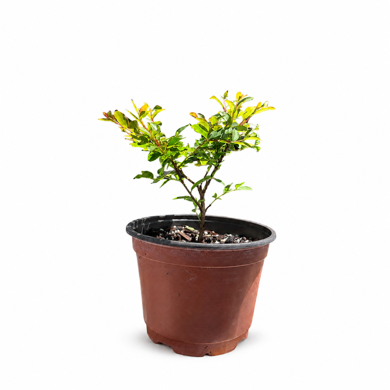 Dwarf Crape Myrtle in 6"Pot - Pre-Bonsai