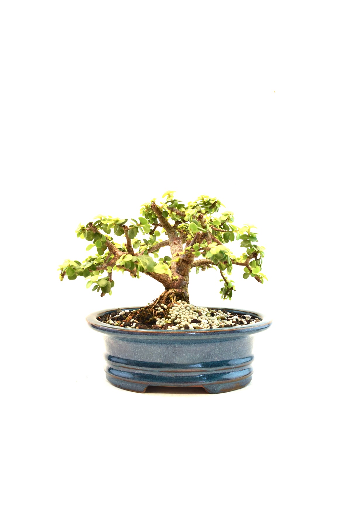 Rare Dwarf Gold Jade Ceramic 7" Pot - One of a Kind Bonsai