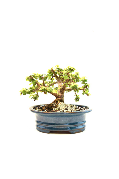 Rare Dwarf Gold Jade Ceramic 7" Pot - One of a Kind Bonsai