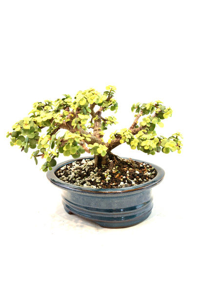 Rare Dwarf Gold Jade Ceramic 7" Pot - One of a Kind Bonsai