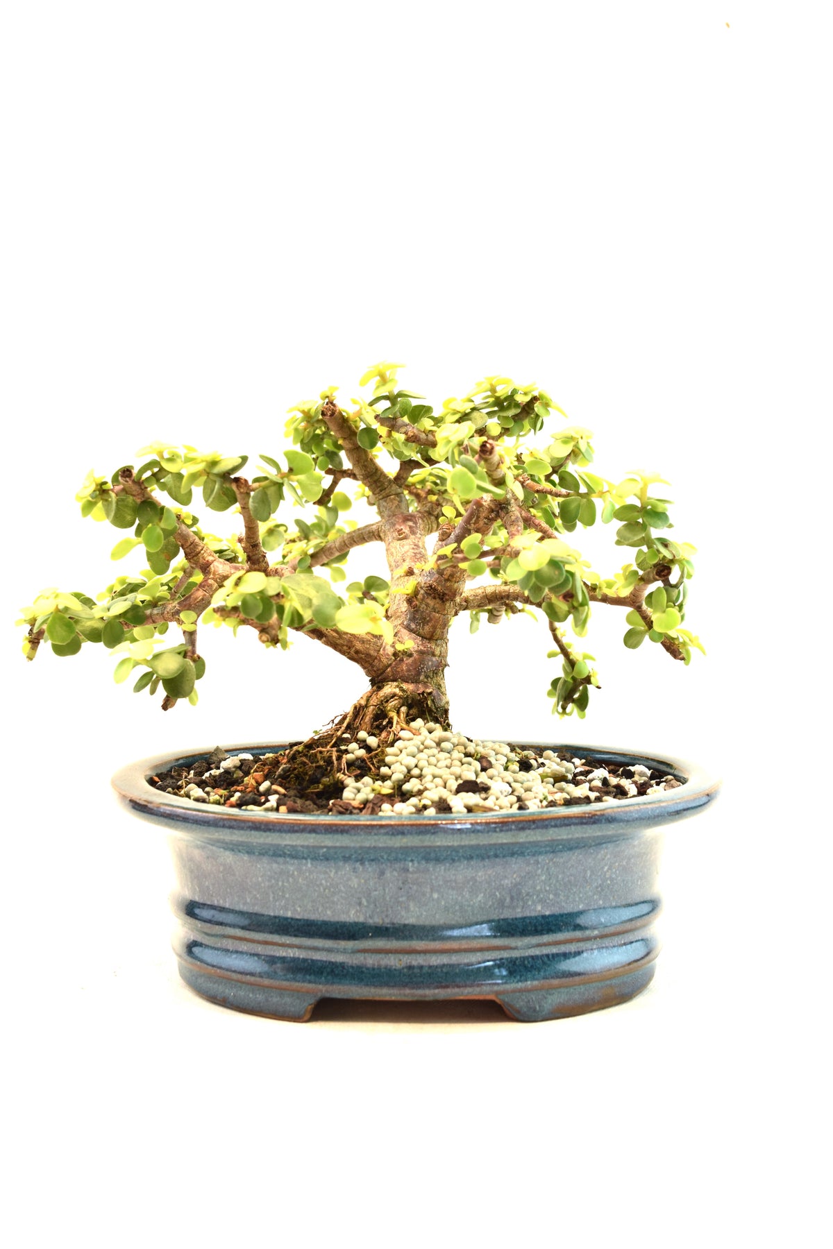Rare Dwarf Gold Jade Ceramic 7" Pot - One of a Kind Bonsai