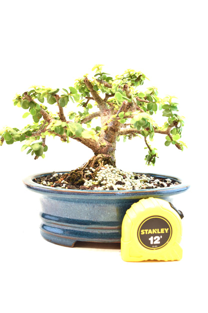 Rare Dwarf Gold Jade Ceramic 7" Pot - One of a Kind Bonsai