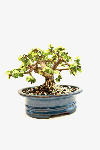 Rare Dwarf Gold Jade Ceramic 7" Pot - One of a Kind Bonsai