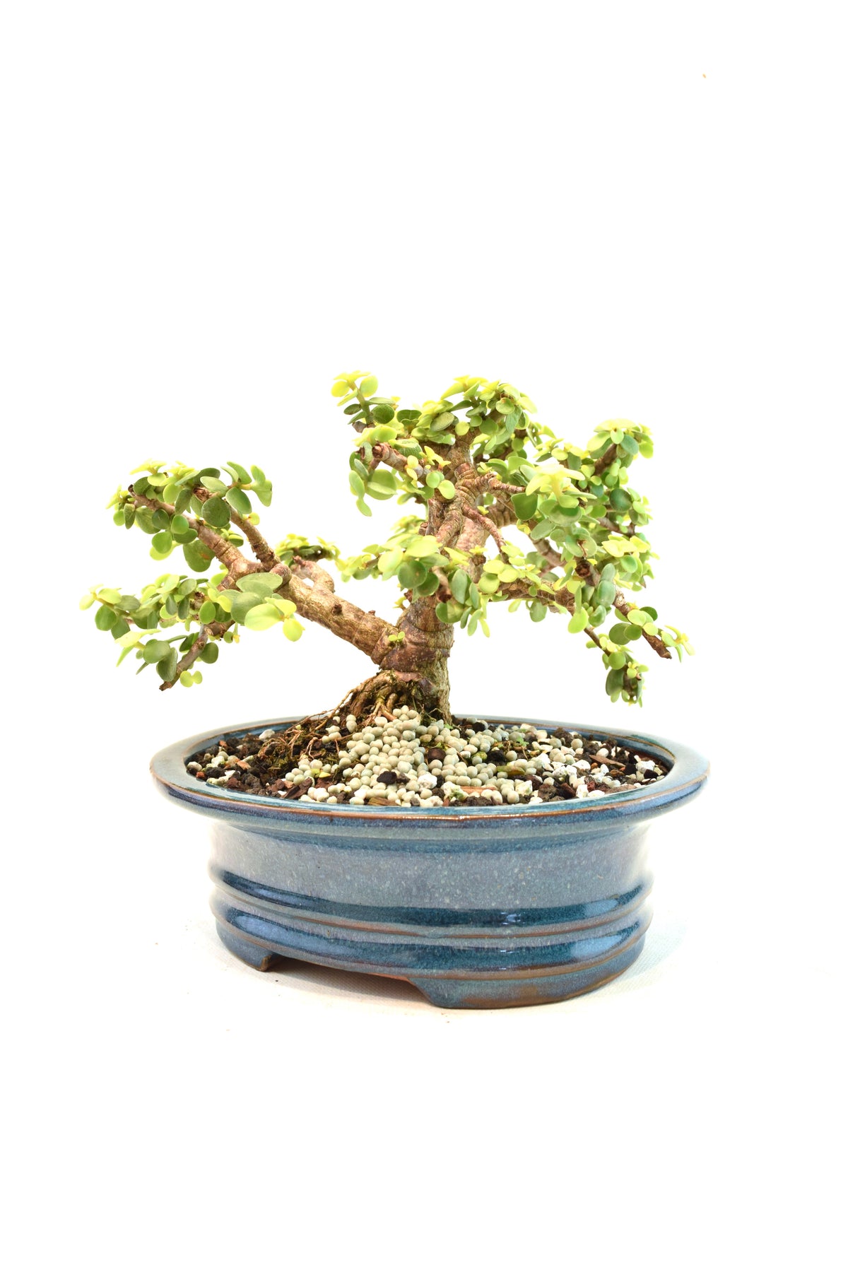 Rare Dwarf Gold Jade Ceramic 7" Pot - One of a Kind Bonsai