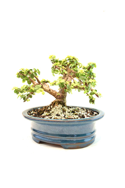 Rare Dwarf Gold Jade Ceramic 7" Pot - One of a Kind Bonsai