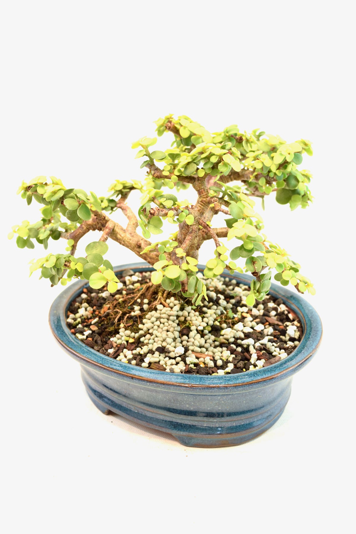 Rare Dwarf Gold Jade Ceramic 7" Pot - One of a Kind Bonsai