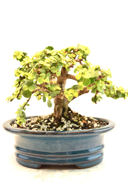 Rare Dwarf Gold Jade Ceramic 7" Pot - One of a Kind Bonsai