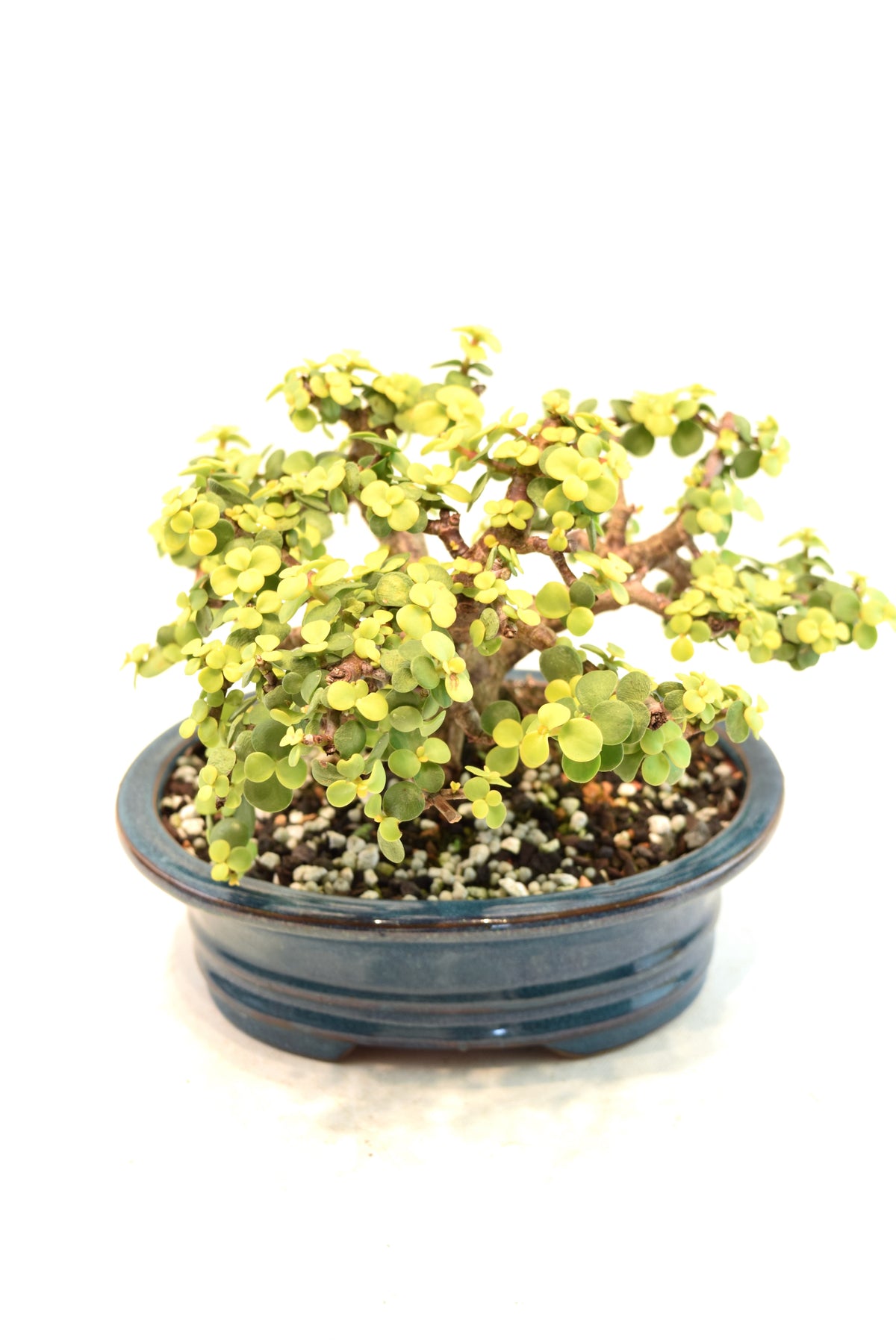 Rare Dwarf Gold Jade Ceramic 7" Pot - One of a Kind Bonsai