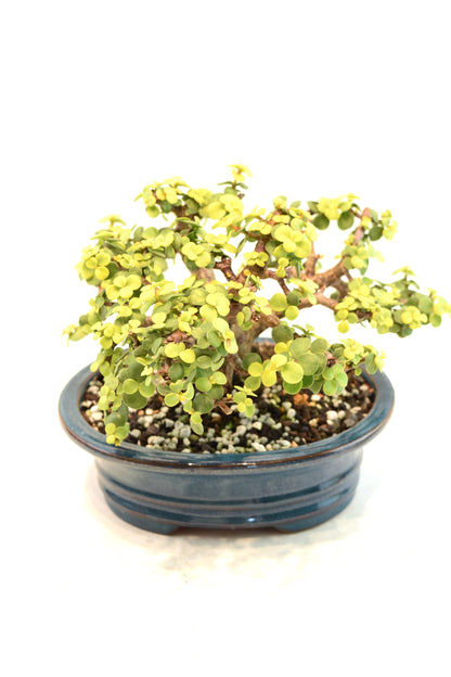 Rare Dwarf Gold Jade Ceramic 7" Pot - One of a Kind Bonsai