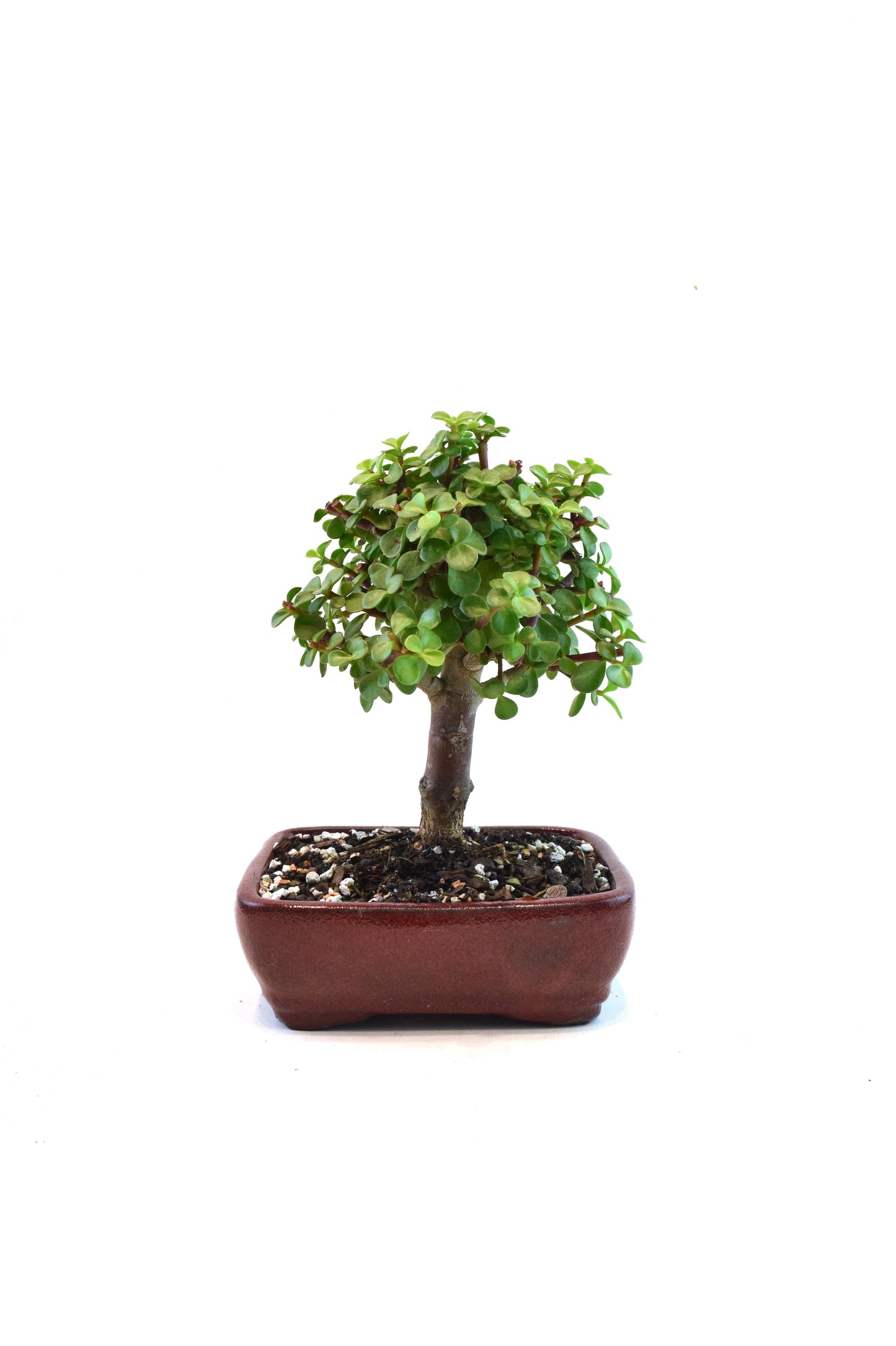Dwarf Green Jade Ceramic 7" Pot - One of a Kind Bonsai