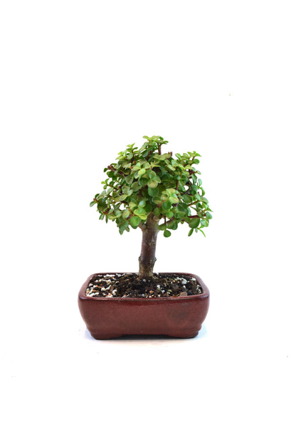 Dwarf Green Jade Ceramic 7" Pot - One of a Kind Bonsai