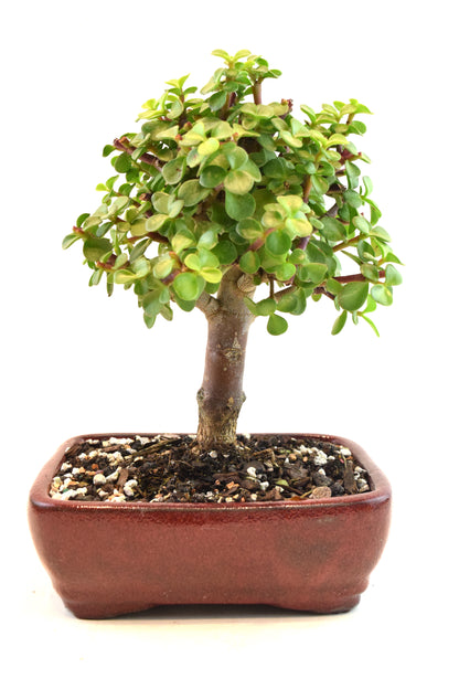 Dwarf Green Jade Ceramic 7" Pot - One of a Kind Bonsai