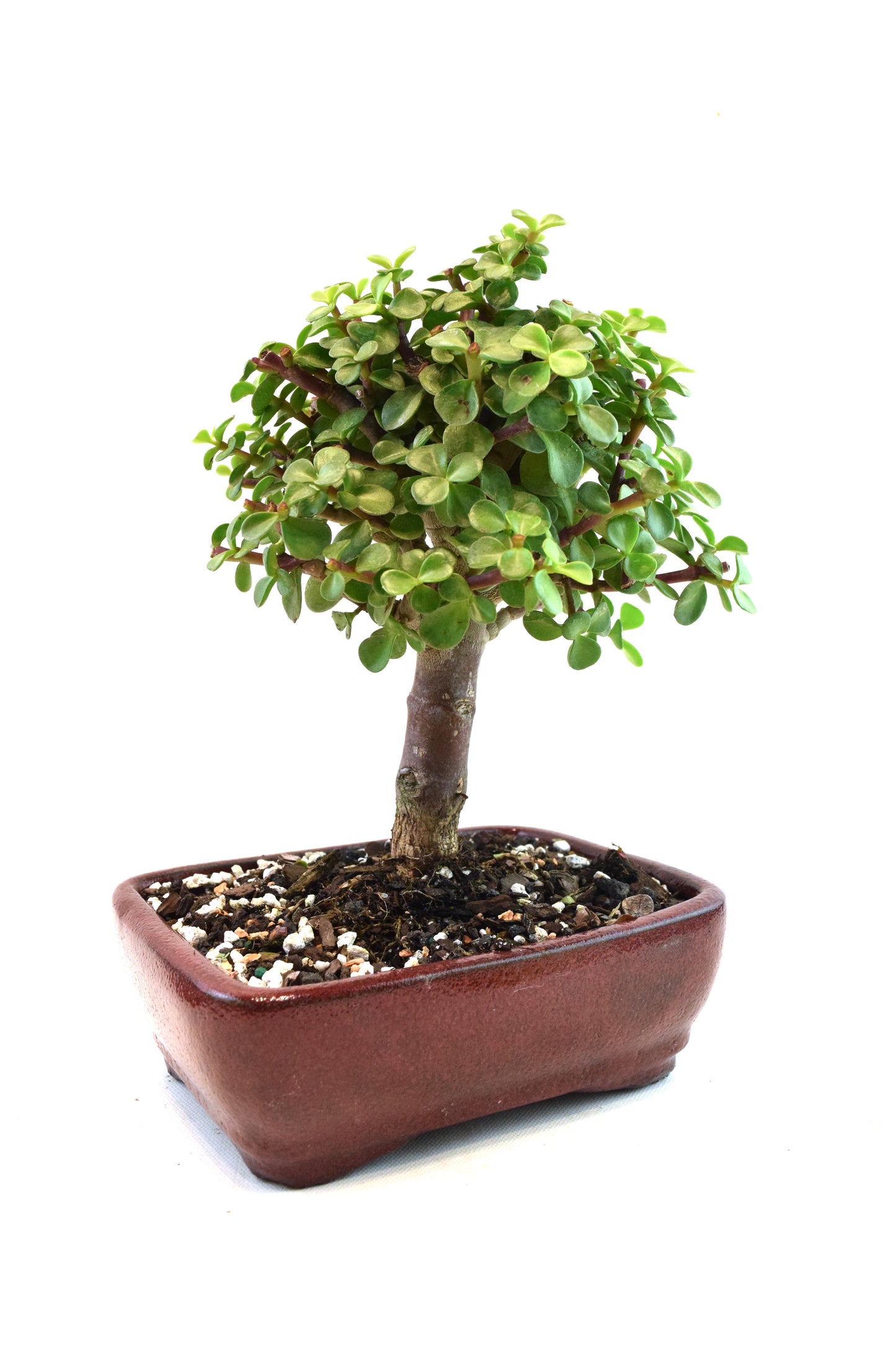 Dwarf Green Jade Ceramic 7" Pot - One of a Kind Bonsai