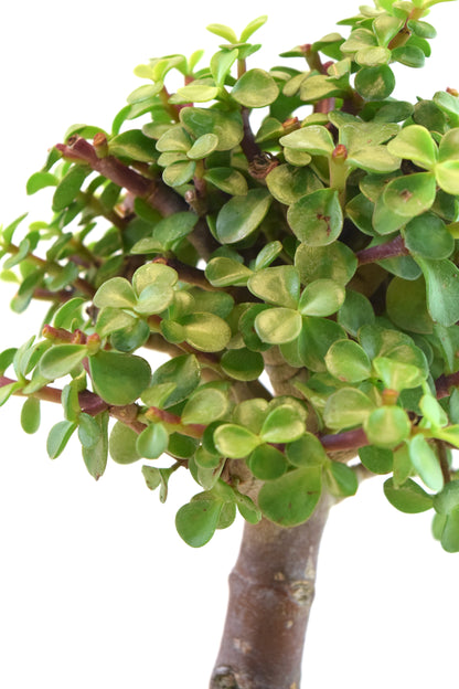 Dwarf Green Jade Ceramic 7" Pot - One of a Kind Bonsai