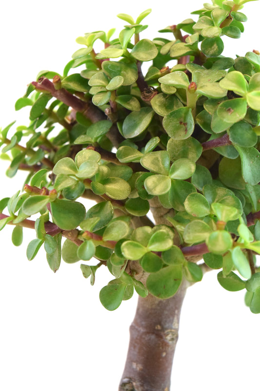 Dwarf Green Jade Ceramic 7" Pot - One of a Kind Bonsai