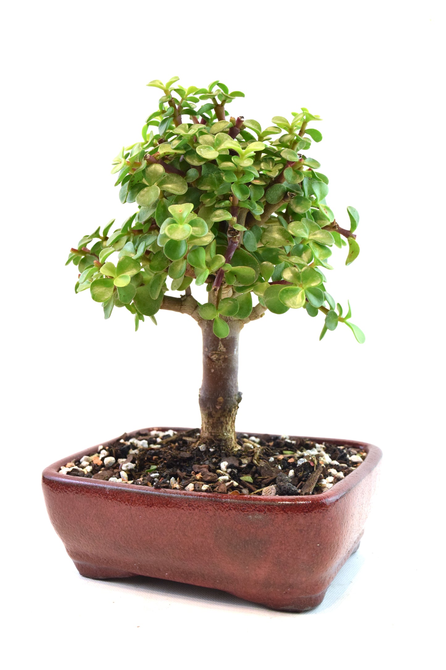 Dwarf Green Jade Ceramic 7" Pot - One of a Kind Bonsai